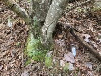 Castanea ozarkensis