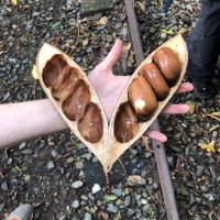 Castanospermum australe