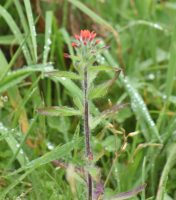 Castilleja arvensis