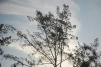 Casuarina equisetifolia