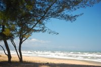 Casuarina equisetifolia