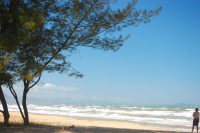 Casuarina equisetifolia