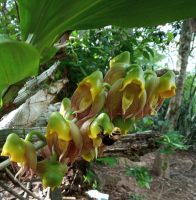 Catasetum macrocarpum