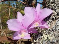 Cattleya nobilior