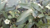 Cayaponia podantha