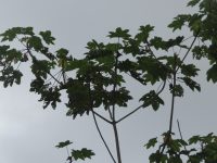 Cecropia latiloba