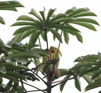 Cecropia sciadophylla