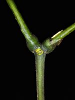 Cedrelinga catenaeformis