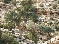 Cedrus atlantica