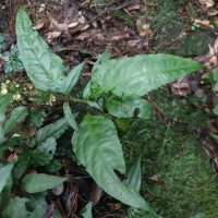 Celosia grandifolia