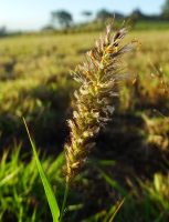 Cenchrus ciliaris