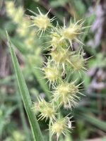 Cenchrus tribuloides