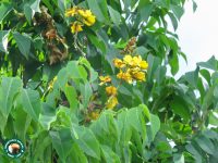 Cenostigma tocantinum