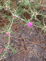 Centaurea calcitrapa