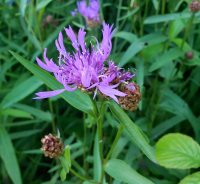 Centaurea jacea