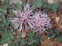 Centaurea raphanina