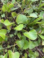 Centella asiatica