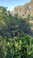 Cephalanthus glabratus