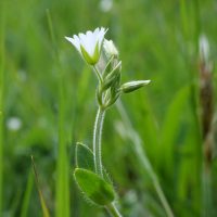 Cerastium fontanum