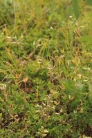 Cerastium viscosum
