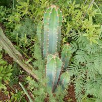 Cereus jamacaru