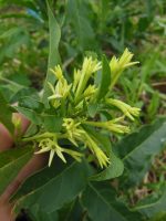 Cestrum laevigatum