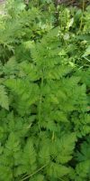 Chaerophyllum bulbosum