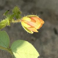 Chamaecrista absus