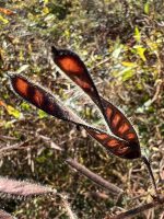 Chamaecrista fasciculata
