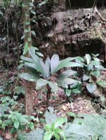 Chamaedorea ernesti-augustii