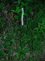 Chamaelirium luteum