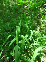 Chasmanthium latifolium