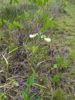 Chelonanthus alatus