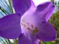 Chelonanthus purpurascens