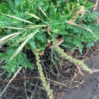 Chenopodium californicum
