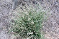 Chloris ciliata