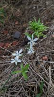 Chlorophytum comosum
