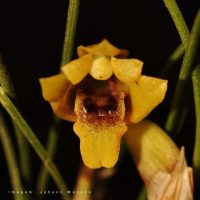 Christensonella vernicosa