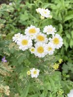 Chrysanthemum parthenium