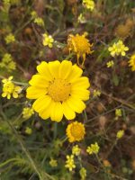 Chrysanthemum segetum