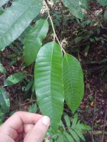 Chrysophyllum argenteum