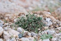 Cichorium spinosum