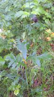 Cirsium boreale