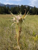 Cirsium foliosum