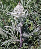 Cirsium hookerianum