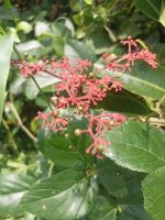 Cissus microcarpa