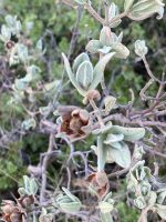Cistus albidus