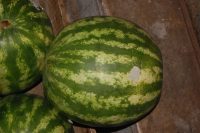 Citrullus lanatus