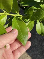 Citrus reticulata