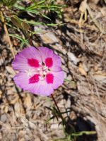 Clarkia amoena